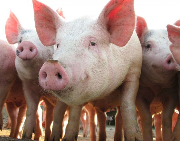 2019-10-pig_production-remains-leader-in-terms-of-production-growth-Russia-meat-market.jpg
